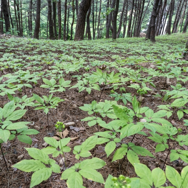 함안몰,산양산삼 6년산~14년산